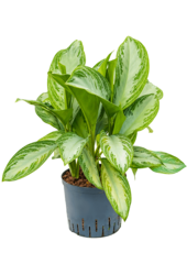 Wasserpflanze Aglaonema Silver Bay