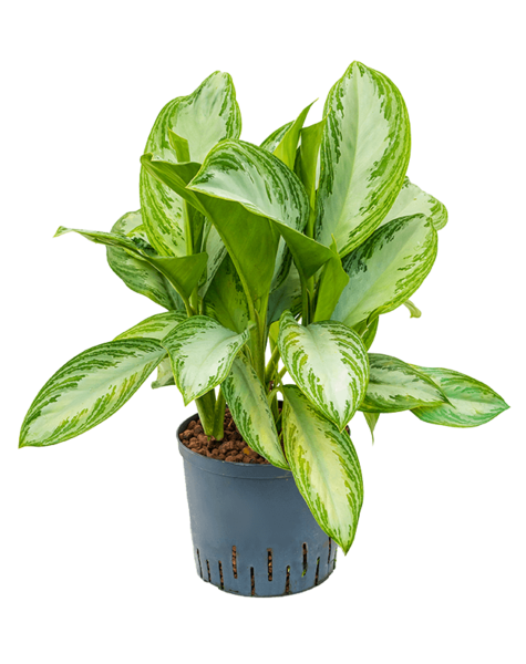 Wasserpflanze Aglaonema