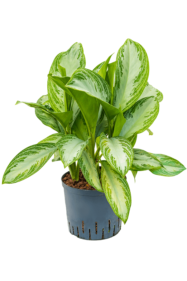 Wasserpflanze Aglaonema Silver Bay