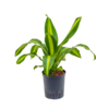 Wasserpflanze Dracaena Fragrans Burley