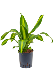 Wasserpflanze Dracaena Fragrans Burley