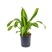 Wasserpflanze Dracaena