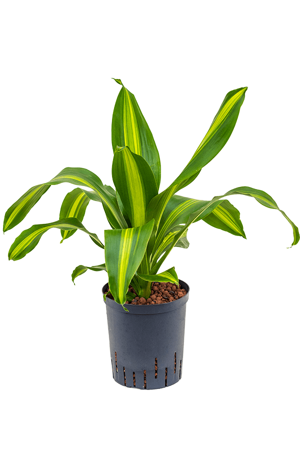 Wasserpflanze Dracaena Fragrans Burley