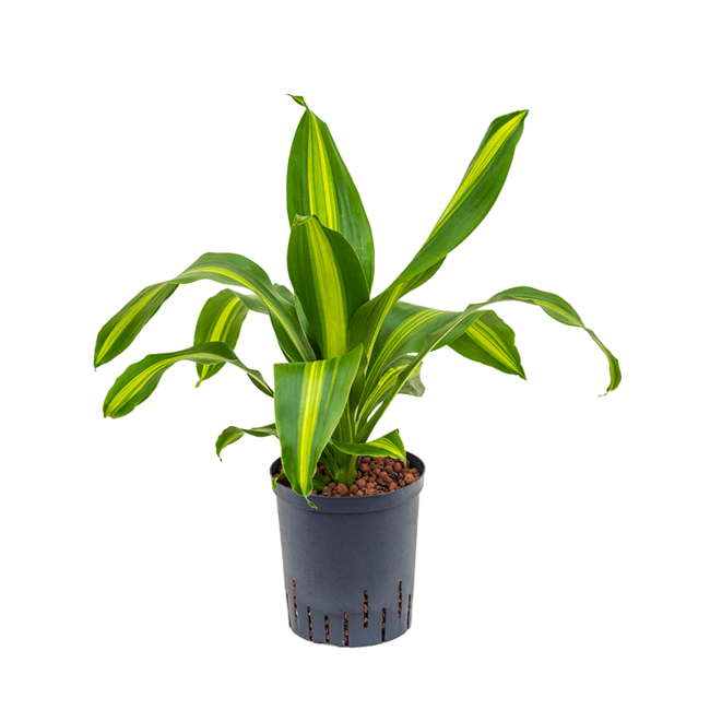 Wasserpflanze Dracaena Fragrans Burley