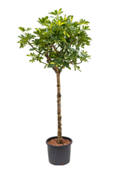 Wasserkraftwerk Schefflera Arboricola Gold Capella