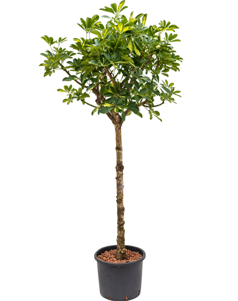 Wasserkraftwerk Schefflera
