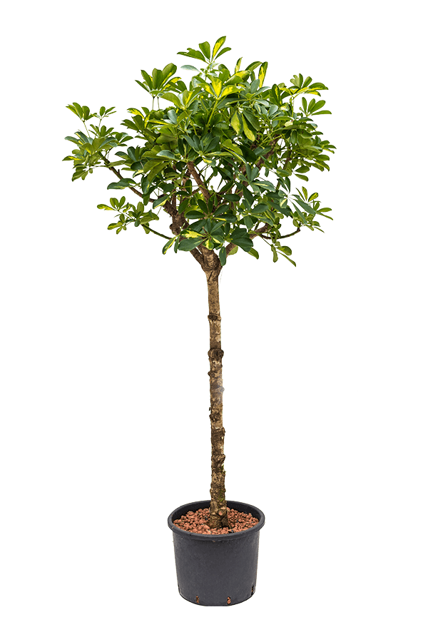 Wasserkraftwerk Schefflera Arboricola Gold Capella