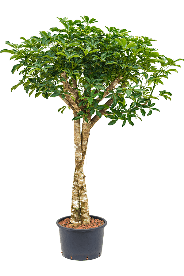 Wasserpflanze Schefflera Arboricola Compacta