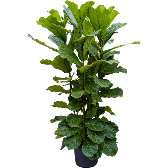 Wasserpflanze Ficus Lyrata