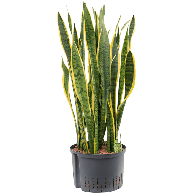 Wasserpflanze Sansevieria Trifasciata Laurentii