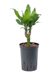 Wasserpflanze Dracaena Fragrans Burundii