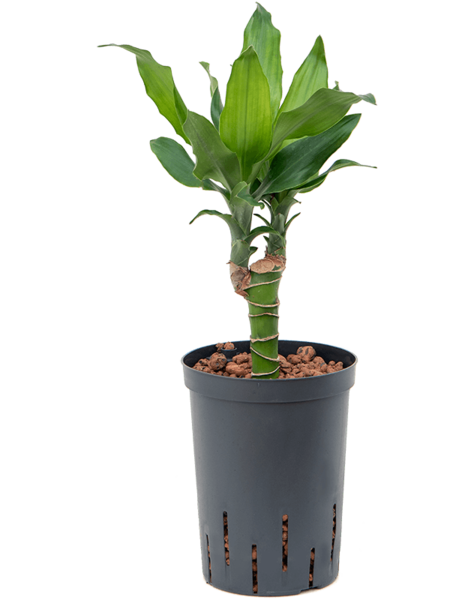 Wasserpflanze Dracaena