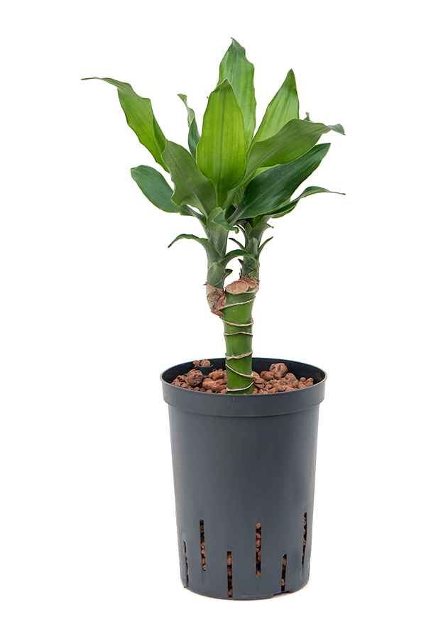 Wasserpflanze Dracaena Fragrans Burundii