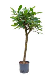 Wasserpflanze Ficus Cyathistipula
