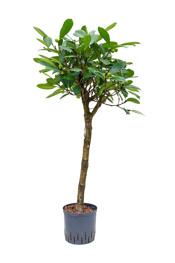 Wasserpflanze Ficus Cyathistipula