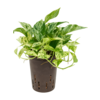 Wasserpflanze Scindapsus (Epipremnum) Marmorkönigin