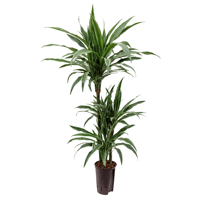 Wasserpflanze Dracaena Deremensis Warneckei