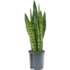 Hydrokulturpflanze Sansevieria Zeylanica