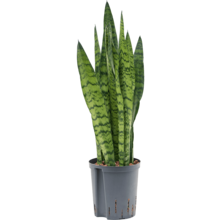 Hydrokulturpflanze Sansevieria