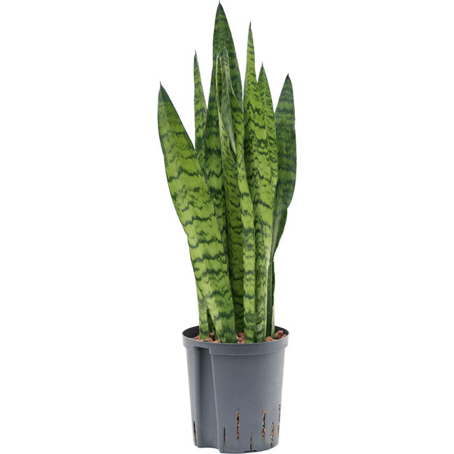 Hydrokulturpflanze Sansevieria Zeylanica