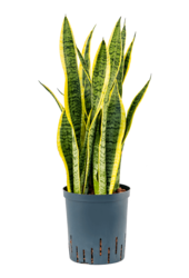 Hydrokulturpflanze Sansevieria Trifasciata Laurentii