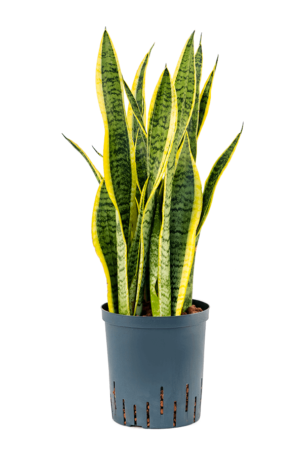 Hydrokulturpflanze Sansevieria Trifasciata Laurentii
