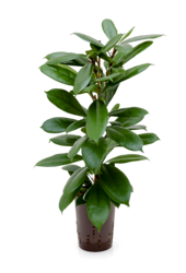 Hydrokulturpflanze Ficus Cyathistipula