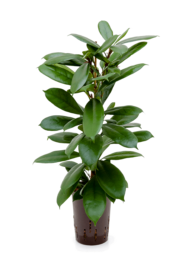 Hydrokulturpflanze Ficus Cyathistipula
