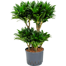 Hydrokulturpflanze Dracaena