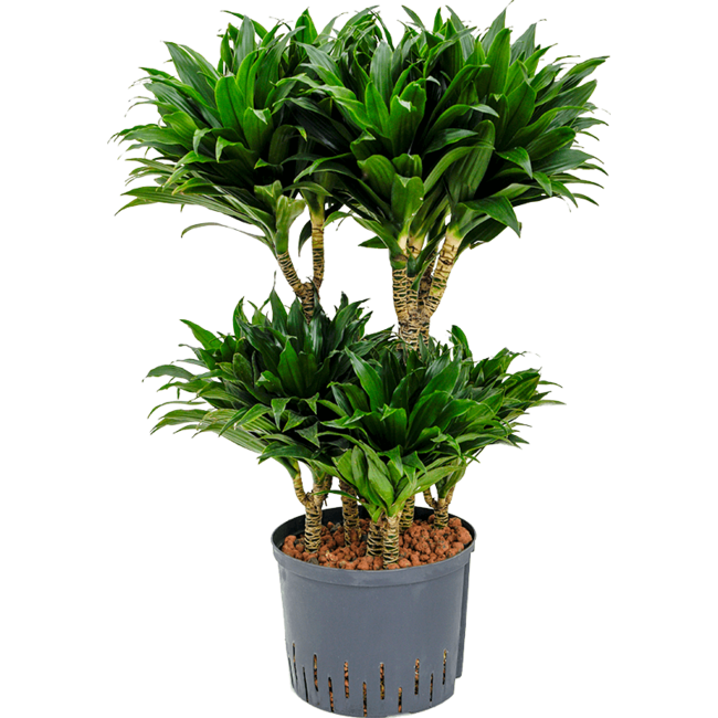 Hydrokulturpflanze Dracaena Fragrans Compacta