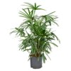 Hydrokulturpflanze Rhapis Excelsa
