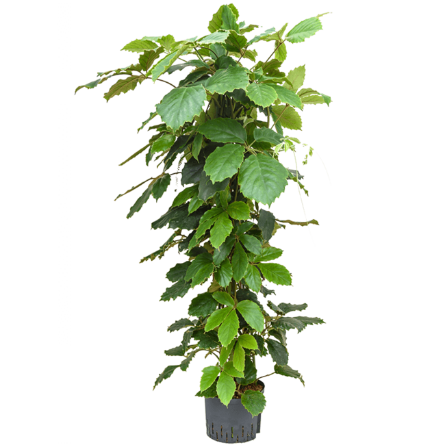 Hydrokulturpflanze Tetrastigma Voinierianum
