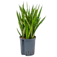 Hydrokulturpflanze Sansevieria