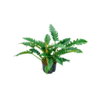 Wasserpflanze Philodendron Schmal