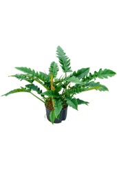 Wasserpflanze Philodendron Schmal