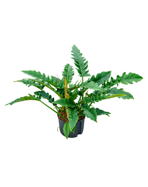 Wasserpflanze Philodendron