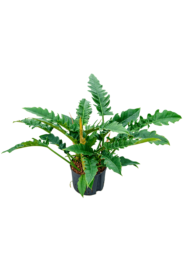 Wasserpflanze Philodendron Schmal