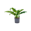 Wasserpflanze Philodendron Schmal