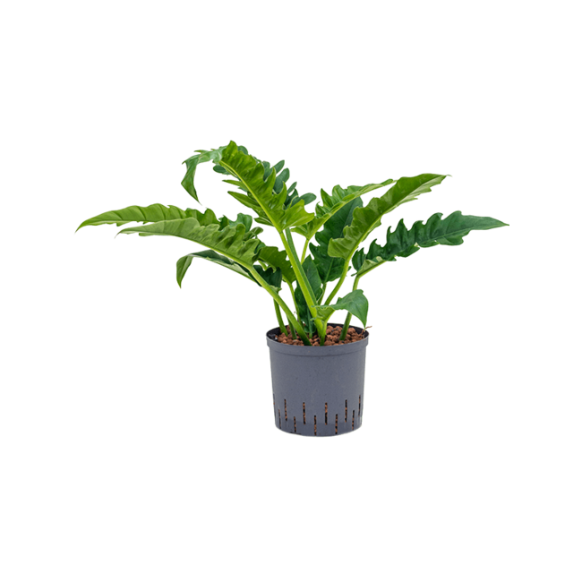 Wasserpflanze Philodendron Schmal