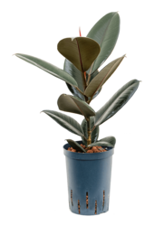 Wasserpflanze Ficus Elastica Abidjan