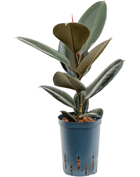 Wasserpflanze Ficus