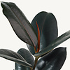 Wasserpflanze Ficus Elastica Abidjan