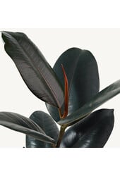 Wasserpflanze Ficus Elastica Abidjan