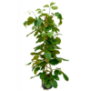Wasserpflanze Tetrastigma Voinierianum