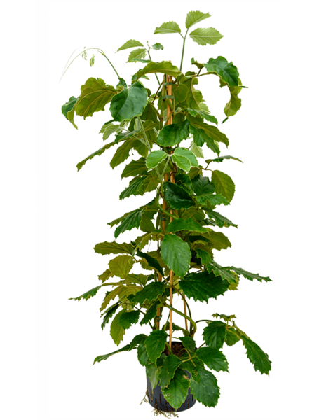 Wasserpflanze Tetrastigma