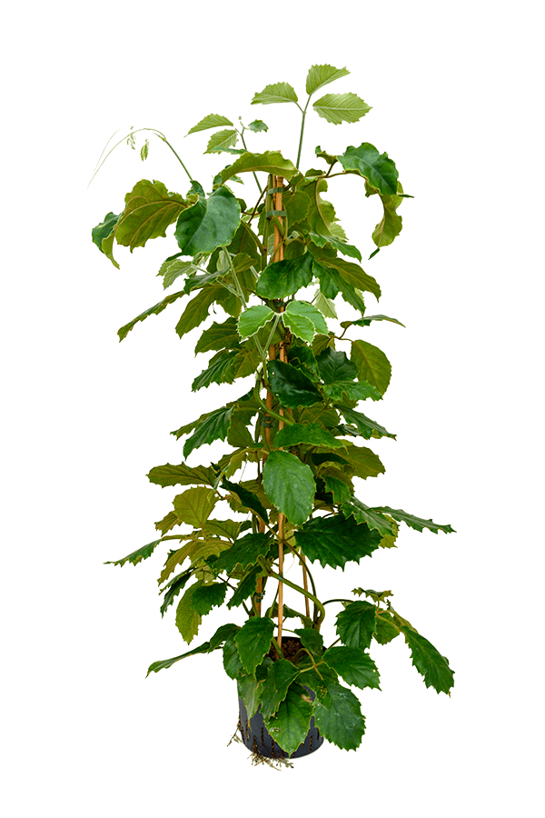 Wasserpflanze Tetrastigma Voinierianum