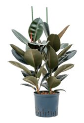Wasserpflanze Ficus Elastica Abidjan