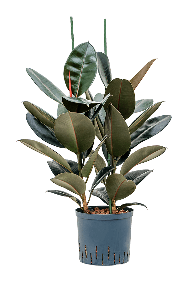Wasserpflanze Ficus Elastica Abidjan