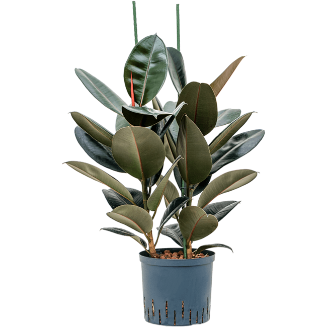 Wasserpflanze Ficus Elastica Abidjan