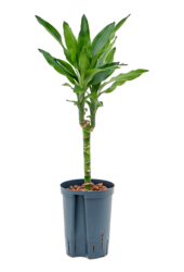Wasserpflanze Dracaena Fragrans Burundii
